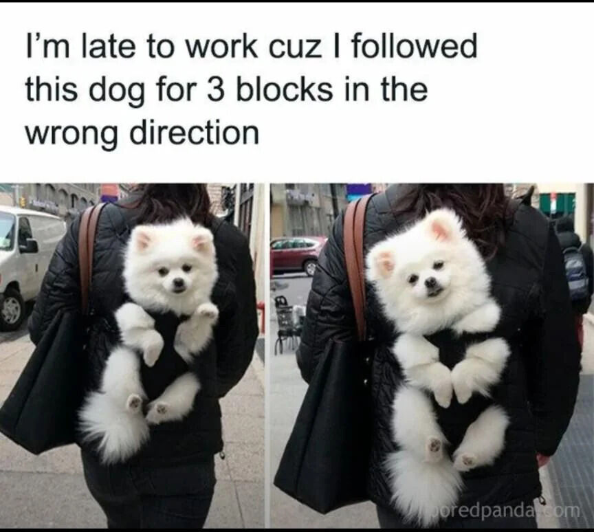 This is a relatable, wholesome meme featuring two side-by-side photos of an extremely cute fluffy white Pomeranian dog carried in a front chest carrier on a woman walking down a city street. The text at the top explains that the poster was late to work because they could not resist following this adorable puppy for 3 blocks in the wrong direction while heading to work. The photos highlight just how cute the dog is, making the excuse completely understandable to dog and animal lovers.