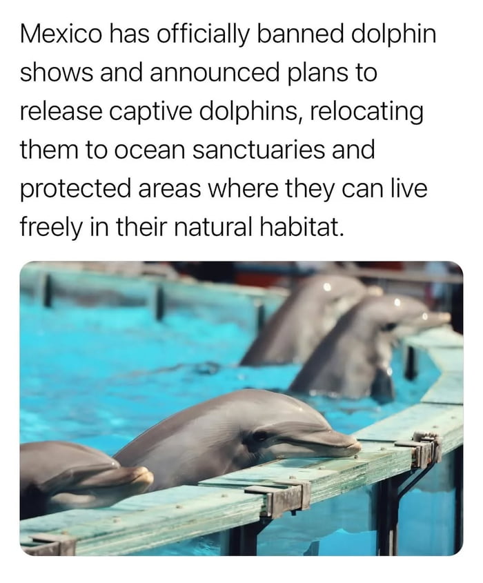 This post features a block of explanatory text at the top, followed by a photograph of multiple captive dolphins resting their heads on the edge of a bright blue man-made pool, lined up in a row. The top text states that Mexico has officially banned dolphin shows, and has announced plans to release all captive dolphins, relocating them to ocean sanctuaries and protected areas where they can live freely in their natural habitat. The image conveys positive news about animal welfare for captive dolphins.