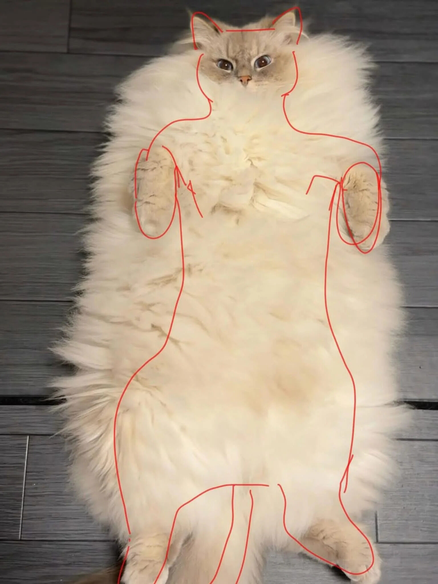A photograph of a fluffy white cat lying on its back on a wooden floor. The cat has light-colored fur with a slightly darker face and paws. Overlaid on the cat is a red hand-drawn outline that maps the cat's body to a human-like figure, with the head, front paws as arms, torso, and hind paws as legs, creating a humorous visual illusion of the cat having a humanoid form.