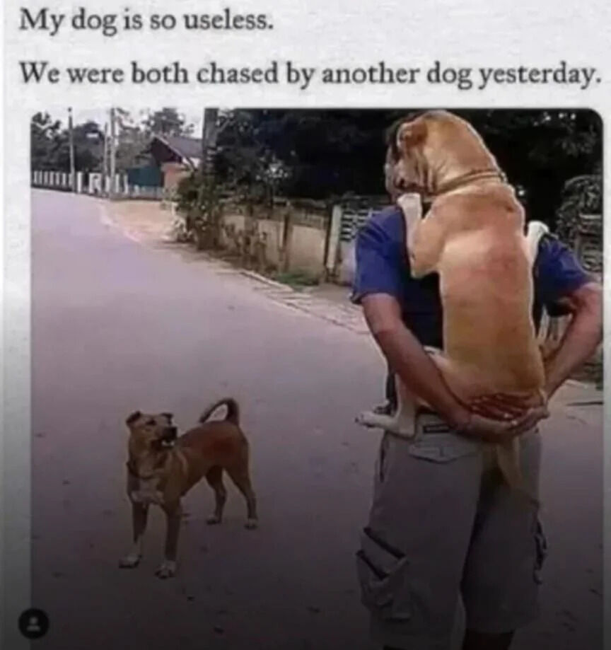 A humorous meme featuring a photograph of a person in a blue shirt carrying a large brown dog on their back while walking down a residential road. In front of them, a smaller brown dog stands on the road, appearing to chase or confront them. The text above the image reads: 'My dog is so useless. We were both chased by another dog yesterday.' The comedy arises from the irony of the 'useless' dog needing to be carried instead of helping fend off the chasing dog.