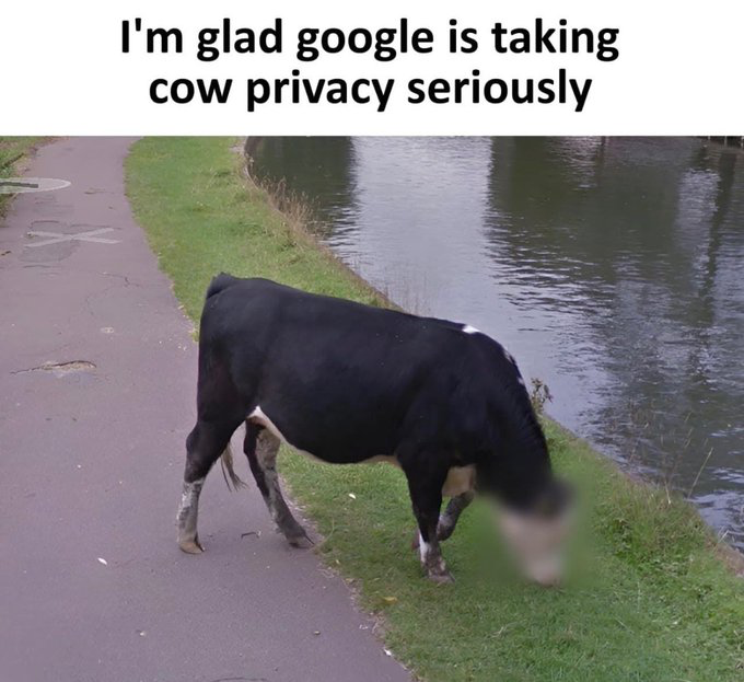 This humorous meme displays a Google Street View-style capture of a black cow standing on a grassy embankment between a paved pedestrian path and a calm body of water. The cow's entire head is blurred, which mimics the automatic face-blurring privacy feature Google implements for recognizable human faces in Street View imagery. The top text sarcastically states 'I'm glad google is taking cow privacy seriously', joking that the accidental blurring of the cow's face is an intentional choice by Google to extend privacy protections to farm animals.