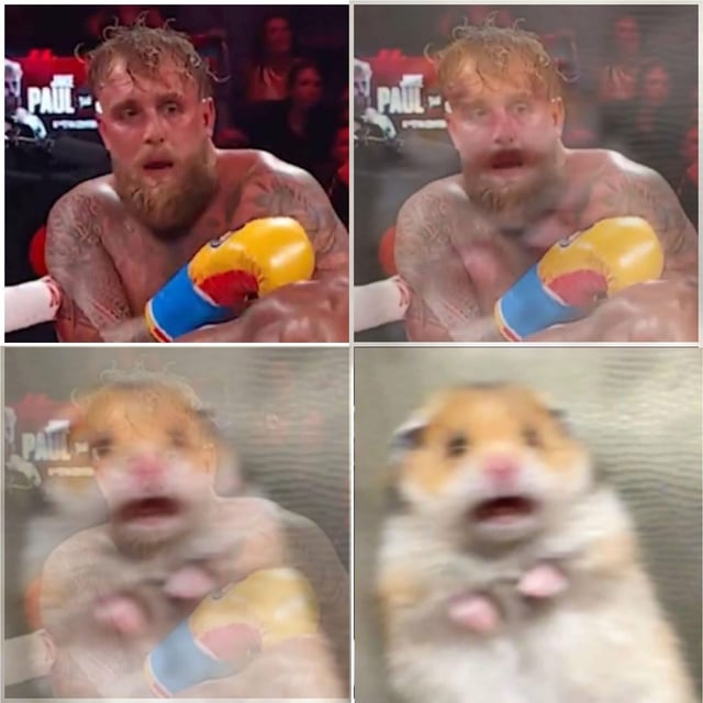 A 2x2 grid collage depicting a humorous visual progression. Top-left: A shirtless male boxer with visible tattoos stands in a boxing ring, wearing yellow and blue boxing gloves, with a shocked expression (mouth agape, eyes wide). The background shows a blurred audience and a partially visible 'PAUL' sign. Top-right: A slightly blurred version of the same boxer, maintaining the same pose and expression. Bottom-left: Further blurred, with the boxer's features becoming indistinct. Bottom-right: A small hamster with an almost identical shocked expression (mouth open, round eyes), creating a comedic juxtaposition between the human athlete and the small rodent.