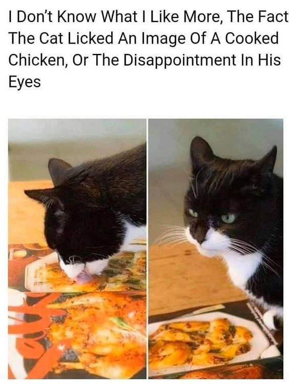 This is a lighthearted two-panel animal meme. The left panel displays a black and white tuxedo cat eagerly licking a flat, 2D printed image of roasted cooked chicken, likely from a placemat, advertisement, or printed photo. The right panel shows the same cat looking up towards the viewer, with a clearly visible, comically disappointed and unimpressed expression after realizing the chicken is not real, edible food. Text overlaid above the panels reads: "I Don't Know What I Like More, The Fact The Cat Licked An Image Of A Cooked Chicken, Or The Disappointment In His Eyes". The humor derives from the relatable feeling of letdown when expectations are not met, paired with the silly, endearing behavior of the pet cat.