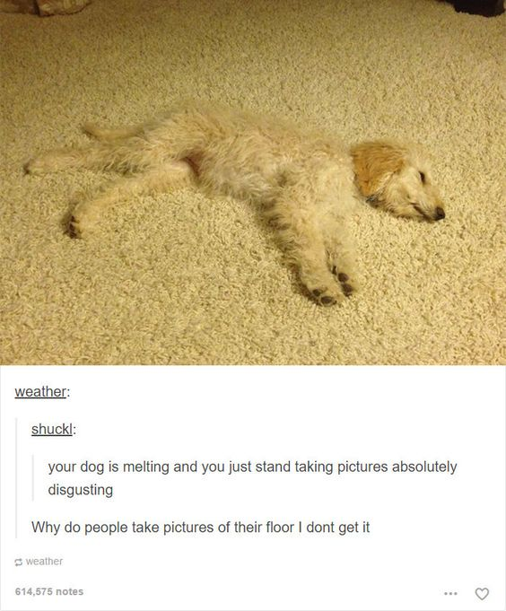 The image features a small, light-colored, fluffy dog lying sprawled on a beige carpet, appearing relaxed with its legs spread out as if 'melting' into the floor. Below the dog photo, there is a comment section from a social media platform (likely X/Twitter). The top comment, posted by a user named 'shuck', reads: 'your dog is melting and you just stand taking pictures absolutely disgusting Why do people take pictures of their floor I don't get it'. The comment playfully mocks the dog's relaxed posture resembling melting and feigns confusion about taking photos of the floor, adding a humorous and sarcastic tone to the wholesome image of the dog.