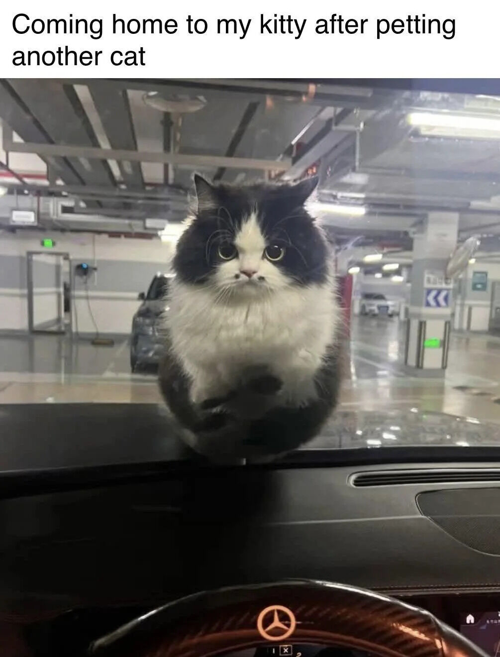 A meme featuring a fluffy black and white cat sitting on a car dashboard in an indoor parking garage. The cat has a round face, large expressive eyes, and a serious, slightly suspicious expression. Above the cat, there is text that reads 'Coming home to my kitty after petting another cat', humorously implying the cat is reacting to the owner having interacted with another cat, capturing a relatable 'guilty' scenario for pet owners.