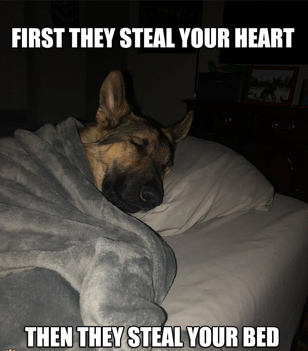 This wholesome meme features a real German Shepherd dog sleeping peacefully on a human owner's bed, wrapped in a soft gray blanket with its head resting on a white pillow, eyes closed looking completely relaxed. The meme text jokes about how dogs first win over their owner's affection, then proceed to take over the owner's bed as their own, a common relatable experience for most dog owners.
