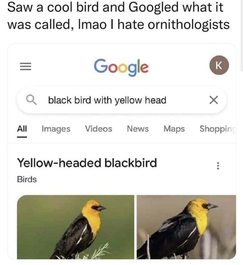 The meme features a top text caption followed by a screenshot of a Google search result. The top text reads: 'Saw a cool bird and Googled what it was called, lmao I hate ornithologists'. The Google search query entered is 'black bird with yellow head', and the first matching search result identifies the bird as a 'Yellow-headed blackbird', a name that is exactly the literal description of the bird the user searched for. The joke lies in the sarcastic frustration at the extremely uncreative, literal naming convention used for the bird by ornithologists, which feels like no effort was put into giving the animal a more unique or interesting name.
