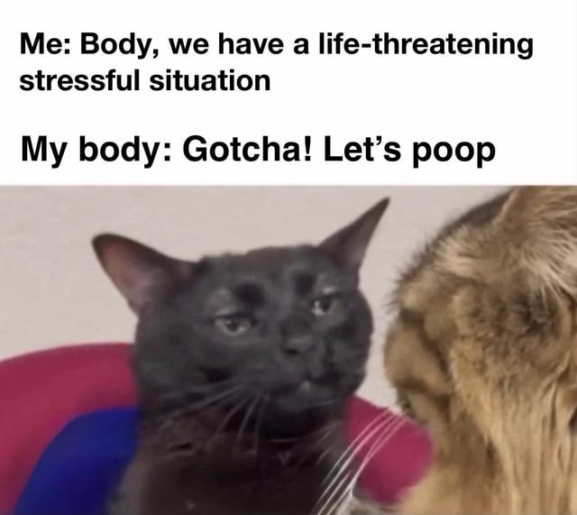 This is a relatable comedy meme that jokes about a common human bodily reaction to high stress and anxiety. The top text has the meme author speaking to their own body: 'Me: Body, we have a life-threatening stressful situation', followed by the body's response: 'My body: Gotcha! Let's poop'. Below the text is a photo of a real black cat with natural facial markings that look just like thick, stern eyebrows, giving it an intensely determined no-nonsense expression while facing another cat, which perfectly illustrates the body's unapologetic, unexpected reaction to stress. The meme pokes fun at the common experience of feeling an urgent need to defecate when facing a stressful or anxiety-inducing situation.