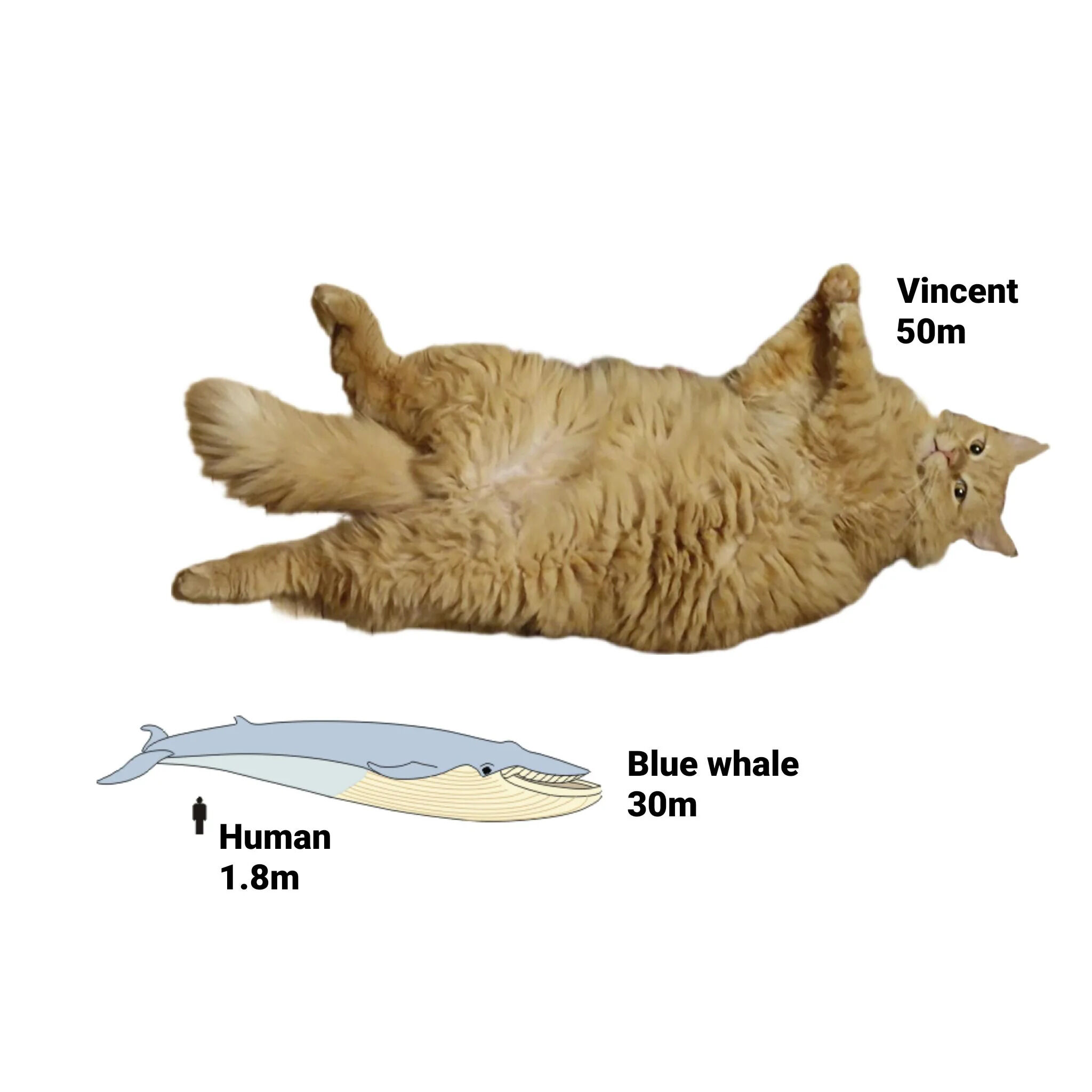 An image featuring a large orange cat named Vincent lying on its back with its paws in the air, humorously labeled 'Vincent 50m'. Below the cat, there is an illustration of a blue whale labeled 'Blue whale 30m' and a small human figure labeled 'Human 1.8m'. The meme夸张地 compares the perceived size of the cat (50m) to the actual sizes of a blue whale (30m) and a human (1.8m), creating a humorous and wholesome contrast.