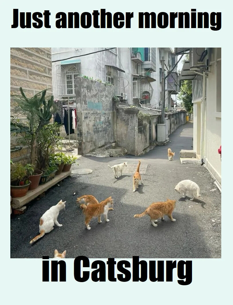 A photograph of a narrow, weathered alleyway lined with potted plants on the left and old, worn buildings on both sides. Several cats—including white and orange tabbies—are scattered throughout the alley, walking, exploring, and interacting. The image features bold text overlaid at the top reading 'Just another morning' and at the bottom 'in Catsburg', creating a playful, fictional setting where cats dominate the daily scene. The alley has a rustic charm with visible laundry hanging, concrete walls, and various green plants adding life to the urban space.