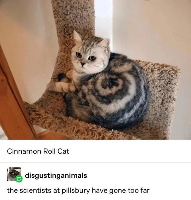 This meme features a photograph of a real silver tabby cat curled up on the elevated platform of a shaggy carpeted cat tree. The pattern of the cat's tabby fur on its curled body forms a distinct concentric spiral swirl that visually resembles the iconic swirl shape of a baked cinnamon roll. Text below the photo first labels the subject 'Cinnamon Roll Cat', followed by a user comment that makes a humorous joke implying the cat is a genetically engineered creation from baked goods brand Pillsbury, saying 'the scientists at pillsbury have gone too far'.