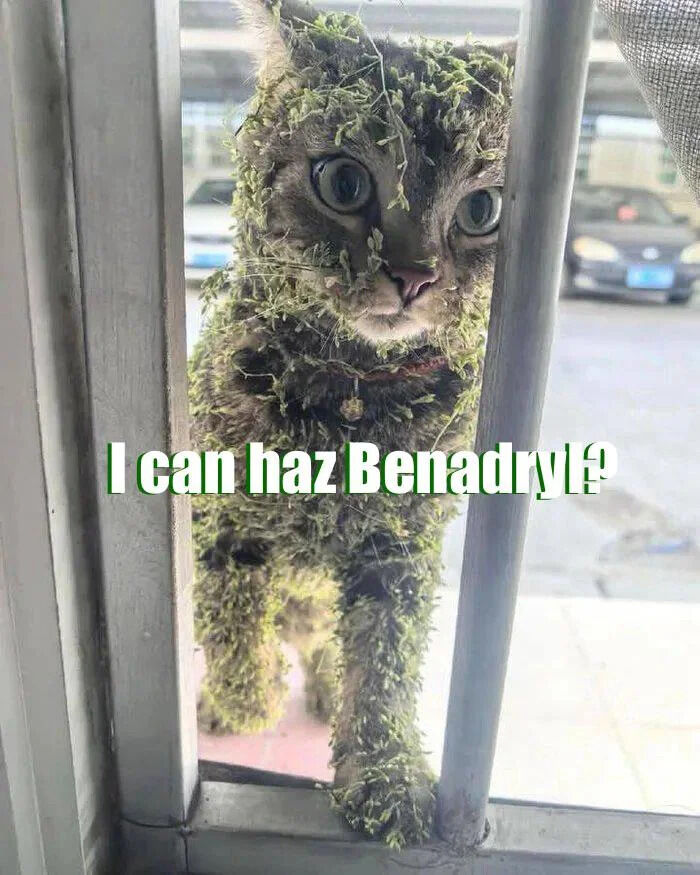 A real cat covered in green moss stands behind a window, looking through the bars with wide, expressive eyes. The cat wears a red collar with a small tag. The background shows a street with parked cars. Overlaid text at the bottom reads 'I can haz Benadryl?' in a playful green font, referencing the classic 'I Can Has Cheezburger?' meme format.