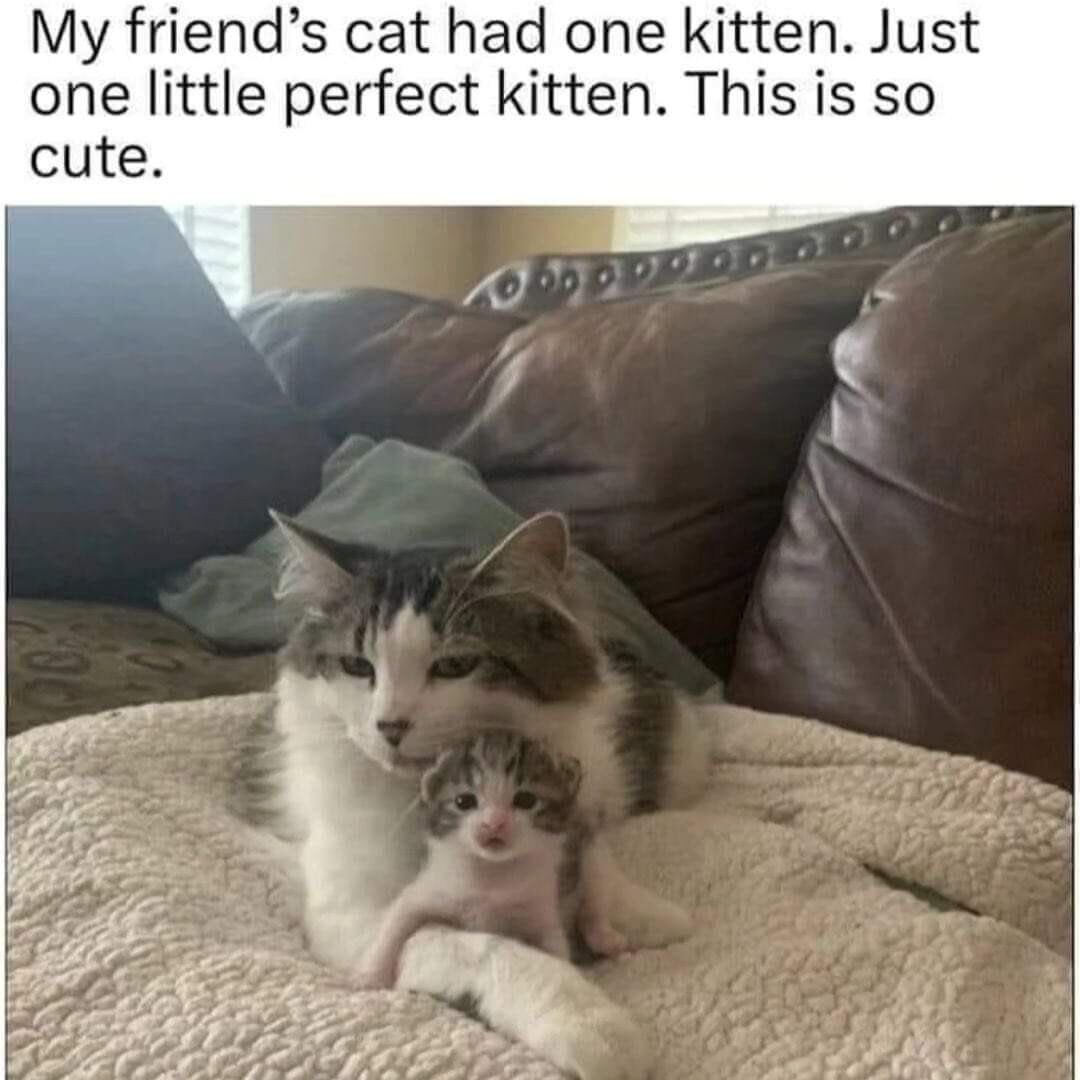 This meme showcases a real adult tabby-and-white cat resting on a soft blanket atop a leather couch, with a calm, slightly tired expression, holding an extremely small tabby kitten nestled in front of it. Above the image, text reads: "My friend’s cat had one kitten. Just one little perfect kitten. This is so cute." The core appeal comes from the absurdly tiny size of the kitten, amplifying the wholesome, endearing nature of the mother-and-kitten bond, making the scene feel extra heartwarming and charming for animal lovers.