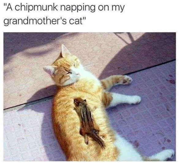 This image shows an orange and white domestic cat lying on its back on a sunlit concrete patio, peacefully napping. A small wild chipmunk is also napping comfortably stretched out on the cat's furry belly. The scene depicts an unexpected, cute interspecies moment of peace between a cat and a wild chipmunk, both resting comfortably together.