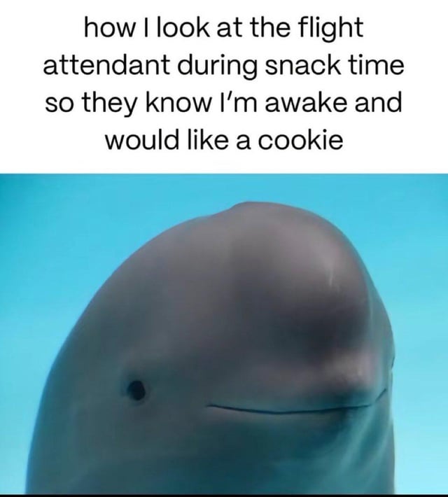 The meme consists of two sections: a top text panel and a bottom image panel. The top text reads, 'how I look at the flight attendant during snack time so they know I'm awake and would like a cookie', setting up a relatable scenario of wanting a snack during a flight. The bottom panel features a close-up photograph of a beluga dolphin with a smooth, light gray body and a calm, slightly expectant expression, set against a solid light blue background. The humor arises from the playful comparison between the human desire to subtly signal for a cookie and the dolphin's innocent, wide-eyed stare, implying the dolphin's look mirrors the human's intentional gaze.