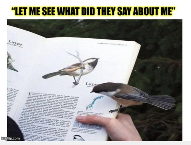 A humorous meme featuring a real bird, likely a chickadee, perched on the edge of an open book. The bird is intently looking down at a page containing an illustration of a similar bird, creating the comedic illusion that it is reading about itself. At the top of the image, bold yellow text reads: 'LET ME SEE WHAT DID THEY SAY ABOUT ME,' personifying the bird's curiosity about the book's content. A human hand is visible holding the book open, with a blurred natural background of greenery. The bottom left corner features the watermark 'imgflip.com,' indicating the meme was created using the Imgflip platform.