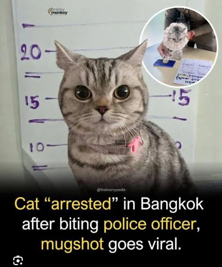 The image is a viral meme featuring a grey tabby cat posing for a police mugshot, positioned in front of a hand-drawn height measurement board marked with numbers 10, 15, and 20. A circular inset in the top right corner shows the same cat having its paw pressed onto an ink pad for a paw print as part of a mock police booking process, held by a uniformed officer. Text at the bottom of the image reads 'Cat "arrested" in Bangkok after biting police officer, mugshot goes viral.' The cat has large wide eyes and a neutral, slightly confused expression, wearing a grey fabric collar with a pink identification tag. The humor comes from the absurd application of standard human criminal booking procedures to a pet cat.