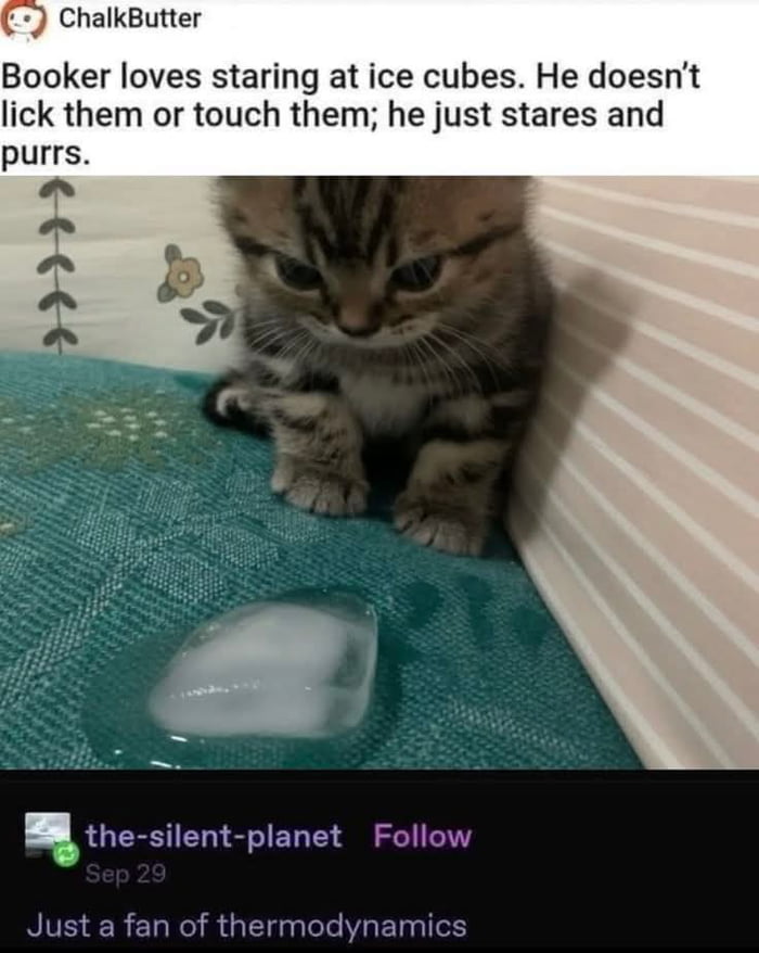 The image is a 9Gag post featuring a user-submitted photo of a kitten named Booker. Above the photo, text from user 'ChalkButter' explains: 'Booker loves staring at ice cubes. He doesn't lick them or touch them; he just stares and purrs.' The photo shows a tabby kitten with an intently focused expression, crouching on a teal textured surface and staring at a single ice cube. Below the photo, a comment from user 'the-silent-planet' (dated Sep 29) humorously quips, 'Just a fan of thermodynamics,' adding a playful scientific twist to the kitten's behavior.