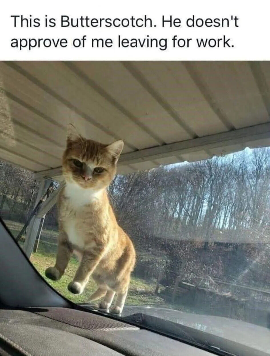 A meme composed of a top text caption and a color photograph. The caption reads, 'This is Butterscotch. He doesn't approve of me leaving for work.' Below the text is an image of an orange and white cat named Butterscotch standing on the exterior of a car window. The cat has its front paws placed on the glass, looking inside the vehicle with a serious, slightly displeased expression. The background features a covered porch with wooden beams and leafless trees, suggesting an autumn or winter setting. The cat's posture and expression humorously convey disapproval, creating a wholesome and relatable moment for pet owners who experience similar reactions from their pets when leaving home.