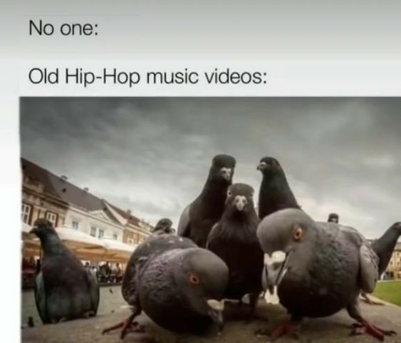 This meme uses the popular "No one: [X]:" format to satirize a common trope in classic 90s/early 2000s hip-hop music videos: the frequent, stylized shots of groups of pigeons in gritty urban settings. The top text "No one:" sets up the joke by implying no one requested this trope, while the bottom text "Old Hip-Hop music videos:" pairs with an image of a group of intense-looking pigeons staring directly at the camera, mimicking the tough, atmospheric group shots that were a staple of the genre's visual aesthetic. The humor comes from the direct, exaggerated comparison between the pigeons and the overused video trope.
