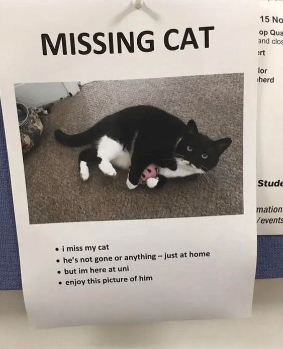 This image features a printed 'missing cat' poster that subverts the traditional purpose of such notices. At the top, bold text reads **MISSING CAT**, paired with a photo of a relaxed black-and-white domestic cat lying on a carpeted floor, holding a pink toy and looking directly at the camera. Below the photo, a list of bullet points delivers the humorous twist: 
1. i miss my cat
2. he's not gone or anything -- just at home
3. but im here at uni
4. enjoy this picture of him

The joke relies on subverting the expectation of a missing pet poster: instead of asking for help locating a lost animal, it's a lighthearted, relatable expression of a university student's homesickness for their pet, using the formal, urgent structure of a missing poster for comedic, wholesome effect.