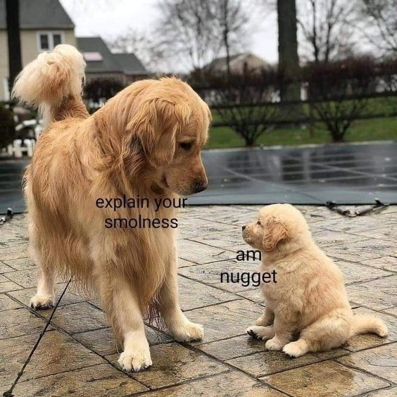 This meme features a full-grown golden retriever standing over a tiny golden retriever puppy on a wet, stone patio in a residential outdoor setting (with houses and trees in the background). The larger dog has overlay text that reads: 'explain your smolness', while the puppy responds with 'am nugget'. The core joke is a playful wordplay/pun: 'nugget' refers to a small, bite-sized food item, so the puppy frames its tiny size as being a 'nugget'—a cute, miniature version of a full dog, analogous to a chicken nugget being a small piece of chicken. The visual humor comes from the stark size contrast between the adult dog and the tiny puppy, making the exchange feel whimsical and wholesome. The adult dog appears curious, looking down at the puppy, while the puppy sits calmly looking up.