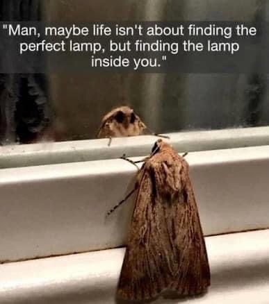 The image features a brown moth perched on a white window ledge, facing its own reflection in the glass as if it is deep in thought. A text overlay at the top presents a parody of a typical self-help inspirational quote: "Man, maybe life isn't about finding the perfect lamp, but finding the lamp inside you." The joke relies on the widely known internet meme trope of moths being obsessively attracted to lamps and light sources, twisting generic positive advice to fit the moth's core obsession for comedic effect.