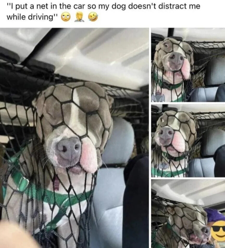 A collage meme featuring a top text caption: "I put a net in the car so my dog doesn't distract me while driving" followed by 😩, 🤦, and 😂 emojis. The left side displays a large photo of a gray and white dog (likely a pit bull) with its face pressed against a black mesh car net barrier separating the front and back seats. The right side contains three smaller photos showing different angles of the dog's face against the net, emphasizing its sad yet endearing expression as it attempts to reach the front. The net, intended to prevent driver distraction, results in the dog looking comically resigned, creating a wholesome and humorous effect.