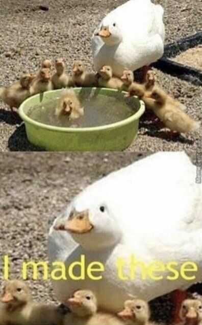 This is a two-panel wholesome meme featuring real ducks. The top panel shows an adult white duck standing behind a small green plastic kiddie pool filled with fluffy yellow baby ducklings, with one duckling swimming inside the pool. The bottom panel is a close-up shot of the adult white duck, with yellow overlaid text that reads 'I made these', framing the adult duck as the proud parent of all the baby ducklings for a cute, gentle wholesome joke.