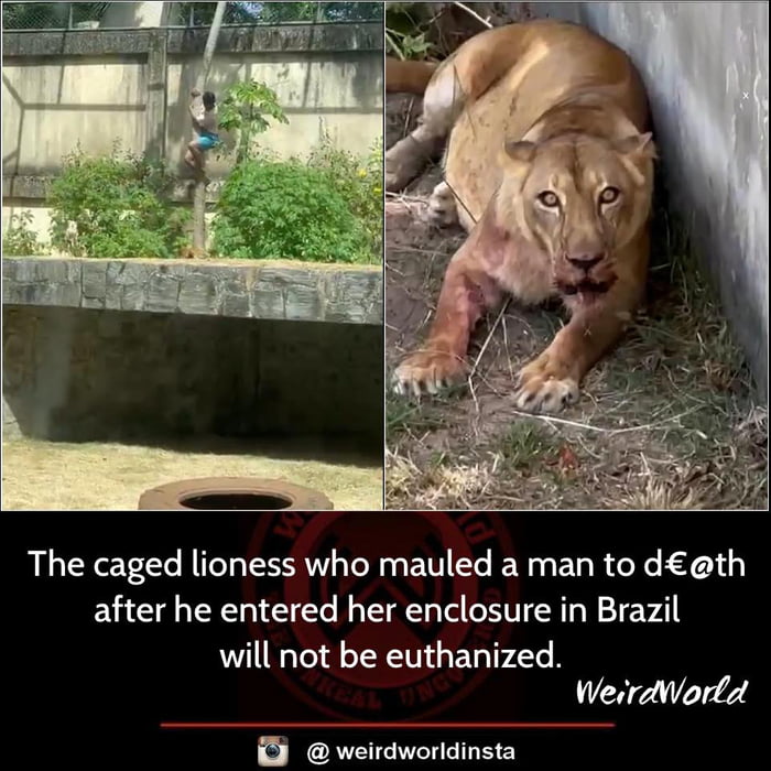 A two-panel collage image. The left panel shows a man climbing into a caged lioness's enclosure, with stone walls and greenery in the background. The right panel depicts a bloodied lioness lying on the ground, appearing intense with visible injuries on her legs and mouth. Below the panels is text stating: 'The caged lioness who mauled a man to d€@th after he entered her enclosure in Brazil will not be euthanized.' Watermarks 'WeiraWorld' and '@weirdworldinsta' are present at the bottom.