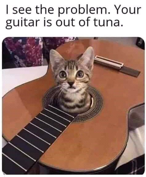 This meme features a wordplay joke based on guitar terminology. The top text reads 'I see the problem. Your guitar is out of tuna.' Below the text is an edited photo of an acoustic guitar, where a tabby kitten with wide, curious eyes is peeking out of the guitar's sound hole, with a guitar fretboard edited to appear in front of the cat. The joke is a pun: the correct term for a poorly adjusted guitar that does not sound right is 'out of tune', which is replaced with 'out of tuna' (a popular food loved by cats) to match the cat appearing inside the instrument.