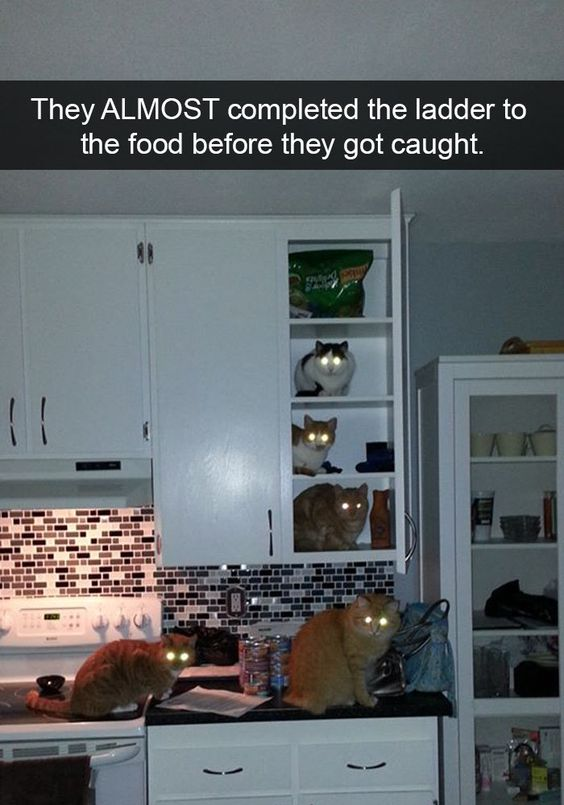 This meme features five cats positioned in a vertical, stepped formation across a kitchen stove, countertop, and open cabinet shelves, creating the visual illusion of a 'ladder' leading up to a bag of cat food inside the top cabinet. The top caption reads: *"They ALMOST completed the ladder to the food before they got caught."* The joke is a playful visual pun: it frames the cats' coincidental (or intentional) arrangement as a coordinated effort to build a ladder to steal food, leaning into the common stereotype of cats being sneaky, food-obsessed pets. The camera flash creates glowing eyes on all the cats, amplifying the 'caught red-handed' comedic effect, making it look like they were just moments away from reaching their target when discovered. This relatable, silly scenario resonates with pet owners who have dealt with their pets' mischievous attempts to access forbidden food.