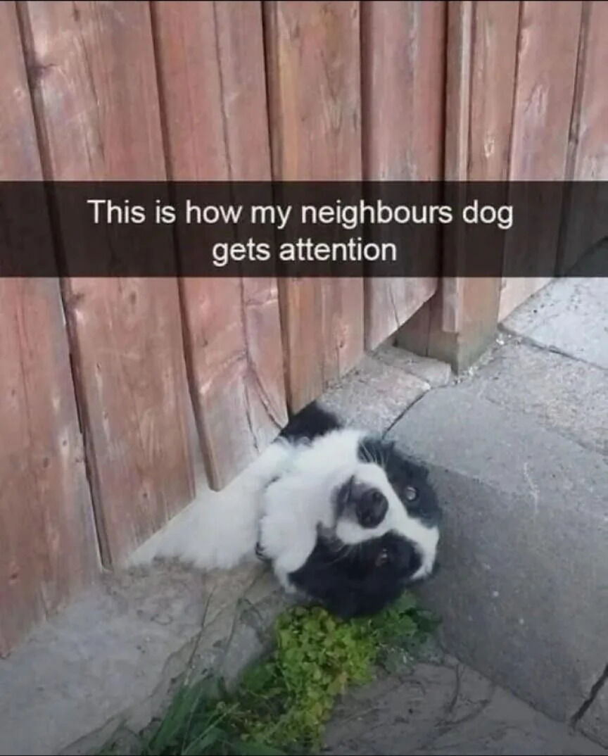 A photograph capturing a black and white dog using a playful method to seek attention. The dog is positioned at the base of a wooden fence, with its head and front paws squeezed through a gap between the fence boards, lying on its back on a concrete surface. A small patch of green grass is visible near its head. Above the image, a text overlay reads 'This is how my neighbours dog gets attention', explaining the dog's endearing behavior. The scene conveys a lighthearted, wholesome moment of a pet's creative attempt to interact with others.