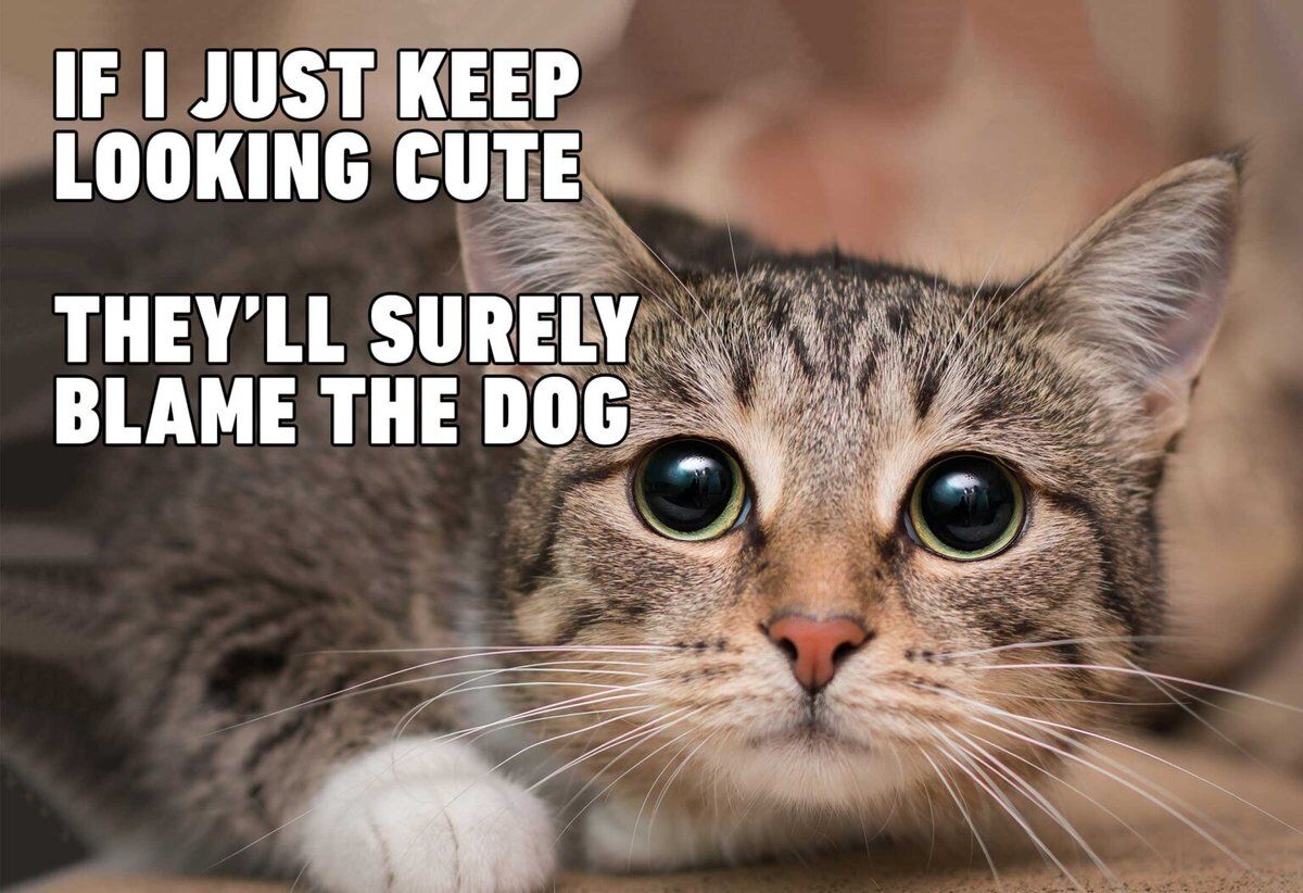 This is a funny wholesome cat meme featuring a close-up of a real tabby cat with extremely large, wide, innocent-looking green eyes staring directly at the camera. The overlaid text shares the cat's internal thought: 'IF I JUST KEEP LOOKING CUTE THEY'LL SURELY BLAME THE DOG', which jokes about the common household dynamic where a misbehaving cat uses its cuteness to avoid punishment, shifting all blame to the household dog instead. The cat's very innocent expression perfectly complements the scheming thought presented in the text.