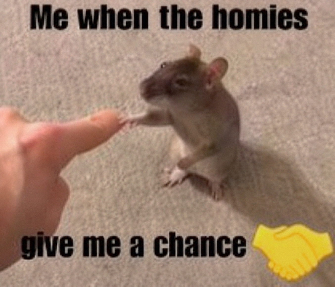 The meme features a photograph of a small domestic pet rat sitting upright on a light beige carpet, extending one front paw to touch the tip of a human's outstretched index finger, creating a cute, handshake-like interaction. Overlaid bold black text at the top reads 'Me when the homies', and text at the bottom reads 'give me a chance', accompanied by a yellow handshake emoji at the end of the bottom text. The meme humorously personifies the rat as the poster, expressing joy and gratitude at being given an opportunity or included in plans by their friend group.