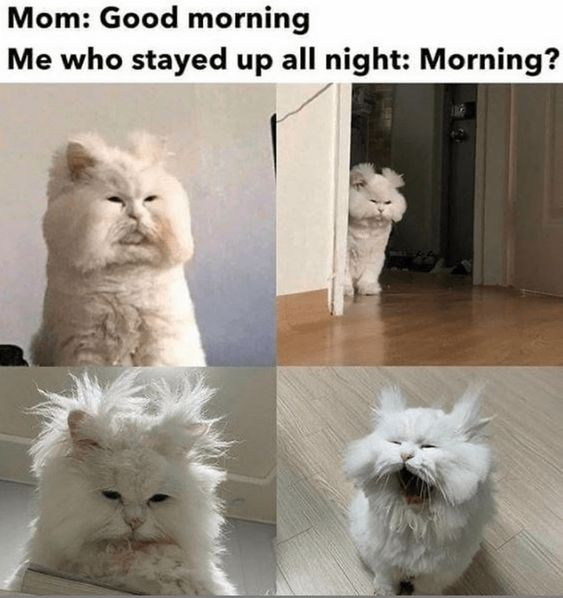 This four-panel meme humorously captures the relatable experience of someone who stayed up all night responding to their mom's morning greeting. The top overlaid text sets up the scenario: "Mom: Good morning" and "Me who stayed up all night: Morning?". Each panel features a fluffy white cat with exaggeratedly exhausted, disheveled appearances that mirror the drained feeling of pulling an all-nighter:
1. **Top Left**: The cat has a flat, blank, weary expression, appearing barely able to keep its eyes open.
2. **Top Right**: The cat hesitantly peeks around a doorframe, looking drained and unwilling to face the day.
3. **Bottom Left**: The cat's fur sticks up wildly, emphasizing its unkempt, sleep-deprived state.
4. **Bottom Right**: The cat yawns widely, clearly displaying its extreme tiredness.
The joke relies on the visual parallel between the cat's disheveled, exhausted look and the human experience of being completely worn out after a sleepless night, making the everyday scenario feel funny and highly relatable.