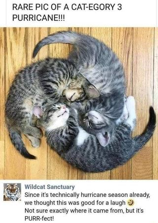 This funny wholesome meme features three sleeping tabby kittens curled tightly together into a swirling circular spiral shape that visually resembles a hurricane on a weather map. The top text uses cat-themed puns to call the image a 'RARE PIC OF A CAT-EGORY 3 PURRICANE!!!', playing on the phrase 'Category 3 Hurricane' by replacing the start of each word with cat-related terms (cat- instead of ca- and purr- instead of hur-, referencing a cat's purr). Below the photo is a screenshot of a social media post from Wildcat Sanctuary, which jokes that since it is hurricane season, the image is good for a laugh, and calls it 'PURR-fect' — another cat pun turning 'perfect' into a cat-related joke.