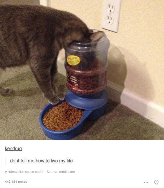 The image combines a real-life photo and a Tumblr screenshot. The top section shows a grey domestic cat with its entire head stuck inside the upper storage chamber of an automatic gravity pet feeder, completely ignoring the pre-filled lower food bowl that's designed for easy access. Below the photo is a Tumblr interface screenshot, where user 'kendrug' left a comment reading 'dont tell me how to live my life'. This comment humorously personifies the cat's silly, illogical action as a human-like act of defiance, framing the cat as an independent, stubborn individual refusing to follow the intended rules for using the feeder. The visual joke comes from the absurdity of the cat's choice paired with the relatable, rebellious phrase, turning a mundane pet moment into a funny, relatable meme.