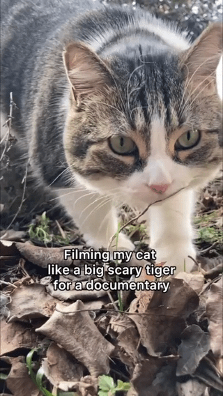 This is a comedic pet meme featuring a low-angle close-up shot of a tabby cat with white facial and chest fur, moving slowly across a bed of dry fallen leaves outdoors. The text overlay jokes that the photographer is filming their ordinary domestic cat as if it is a large, intimidating tiger for a wildlife documentary. The low camera angle is intentionally used to make the small house cat appear far more majestic, fierce, and imposing than it actually is, parodying the cinematography style of nature documentaries focused on large predatory big cats.