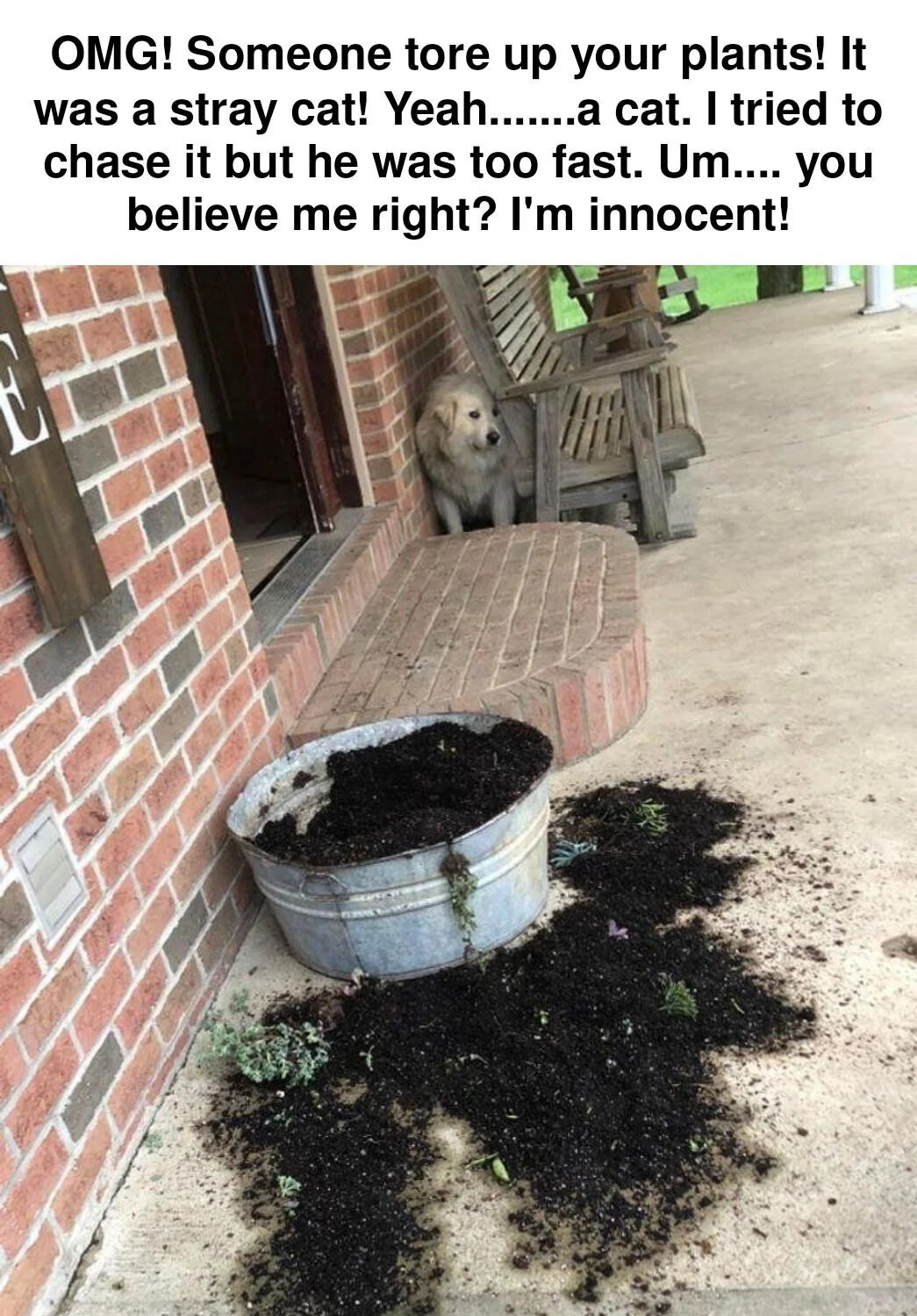 The meme depicts a domestic porch scene: a large metal planter filled with soil has been knocked over, with dark potting dirt and uprooted small plants spilled all across the concrete porch surface. A fluffy pale-colored dog is hiding behind a wooden Adirondack chair placed against the red brick exterior wall of the house, looking visibly nervous and guilty. Text overlaid at the top of the image is written from the perspective of the dog, making an obviously untrue excuse for the mess: it claims a stray cat tore up the plants, that it tried to chase the cat unsuccessfully, and pleads to be believed that it is innocent, despite being the clear culprit of the damage.