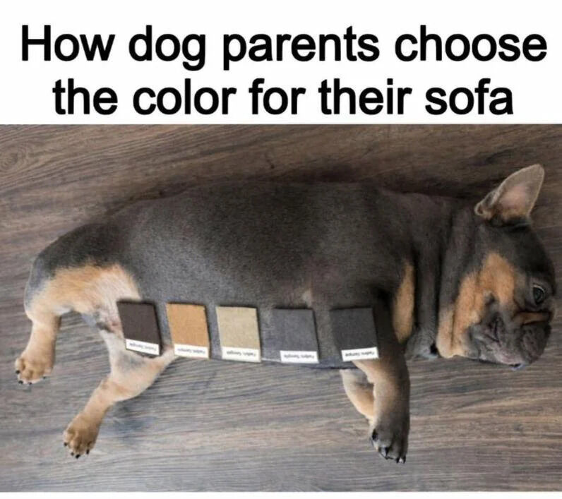 The meme features a relaxed French bulldog lying on its side on a wooden floor, with five different neutral-toned upholstery fabric swatches placed in a line across its body. Above the photo, bold text reads 'How dog parents choose the color for their sofa'. The joke relies on the relatable experience of dog owners: they intentionally select furniture colors that closely match their dog's fur to make dog shedding less visible on home surfaces, so testing swatches against the dog's fur is a logical, humorous representation of this common practice.