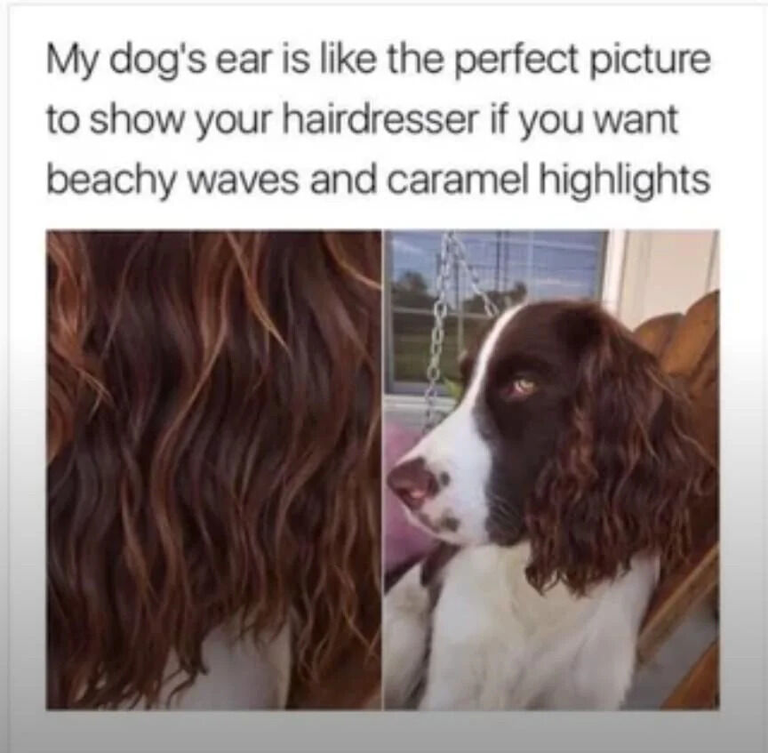 A wholesome meme featuring a top text caption and two side-by-side images. The caption reads: 'My dog's ear is like the perfect picture to show your hairdresser if you want beachy waves and caramel highlights.' The left image shows a close-up of wavy brown hair with caramel highlights, while the right image depicts a real dog (likely a spaniel mix) with curly, brown-and-white ears that closely resemble the texture and color of the highlighted hair. The dog is sitting calmly with its head turned to the side, showcasing its curly ear next to the hair reference.
