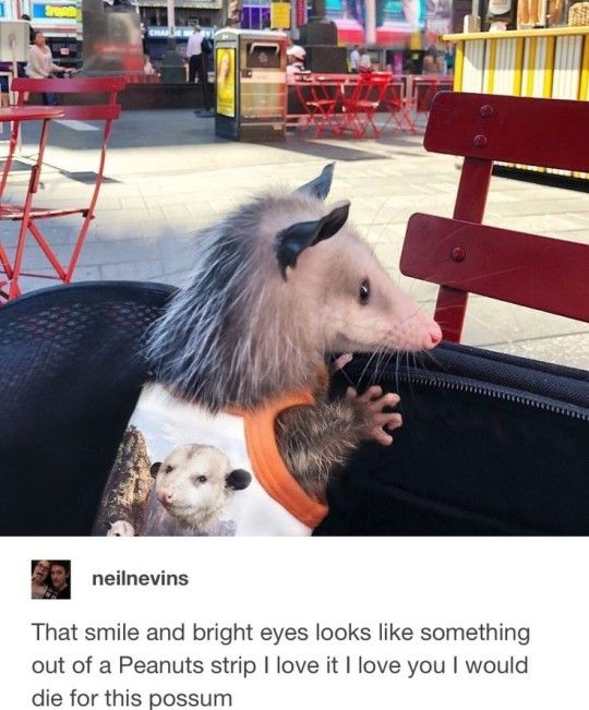 This image is a two-part meme: the top section shows a real opossum sitting inside a black bag in an outdoor, cafe-style public space (with red metal chairs, tables, and a busy street area in the background). The opossum wears a white tank top with orange trim that features a printed photo of another opossum on the front. The bottom section is a screenshot of a social media comment from user "neilnevins" that reads: *"That smile and bright eyes looks like something out of a Peanuts strip I love it I love you I would die for this possum"*. The comment expresses over-the-top, affectionate fondness for the opossum, comparing its gentle, endearing appearance to the warm, friendly art style of the classic *Peanuts* comic strip, creating a wholesome, humorous vibe from the extreme enthusiasm for the cute animal.