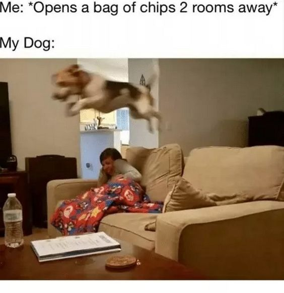 A meme featuring a real photograph of a small dog mid-air, leaping energetically towards a beige couch where a person is lying under a colorful, patterned blanket. The text above the image reads 'Me: *Opens a bag of chips 2 rooms away* My Dog:', humorously capturing the dog's immediate and enthusiastic reaction to the sound of chips being opened, highlighting the strong sense of smell and excitement dogs typically exhibit towards food. The background shows a living room setting with a TV, dining chair, and a coffee table holding a water bottle and a book.