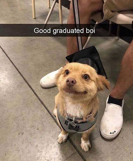 This image features a small, light brown mixed-breed dog sitting on a concrete floor, wearing a tiny graduation cap fastened to its harness. The dog looks up at the camera with a wide, happy, eager expression, conveying excitement. A person's legs (clad in khaki shorts and white slip-on shoes) are visible behind the dog, suggesting the setting is an event like a pet training graduation. The top text overlay reads 'Good graduated boi' — using the internet slang term 'boi' (a casual, affectionate variant of 'boy') to anthropomorphize the dog and frame its achievement in a playful, endearing way. This is a wholesome, feel-good meme that celebrates a small, joyful milestone for a pet, leaning into cute pet content that resonates with animal lovers online.