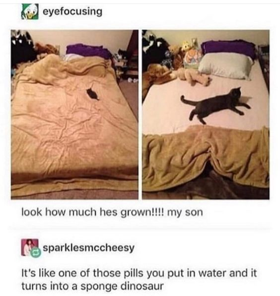 A two-panel meme screenshot from X (formerly Twitter) featuring a comparison of a black cat's growth. The left panel shows a small black kitten sitting on a bed covered with a beige blanket, surrounded by stuffed animals. The right panel shows the same cat now significantly larger, stretching on the bed with the beige blanket partially pulled down. Below the panels is the text: 'look how much hes grown!!!! my son'. A comment from user 'sparklesmccheesy' appears below, reading: 'It's like one of those pills you put in water and it turns into a sponge dinosaur'.