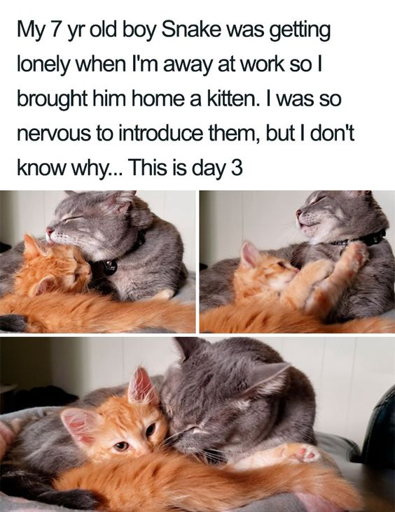This is a 3-panel photo collage paired with explanatory text at the top. The text shares that the owner adopted a small orange kitten to keep their 7-year-old grey cat named Snake company while they are at work, and was nervous about introducing the two cats. The three photos show the pair on day 3 after introduction: the first panel shows Snake gently nuzzling the kitten's head, the second shows Snake holding the kitten in his arms as both appear relaxed and happy, and the third shows the two cats snuggled closely together with Snake curled protectively around the kitten, highlighting their immediate heartwarming bond.