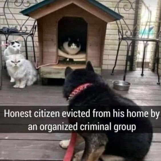A photograph showing a black dog with a red collar sitting on a wooden deck, looking towards a small wooden doghouse. Inside the doghouse, a black and white cat is lying comfortably. Two white cats stand nearby, positioned next to the doghouse entrance. Below the image, a text overlay reads: 'Honest citizen evicted from his home by an organized criminal group,' humorously framing the dog as the 'honest citizen' and the cats as the 'organized criminal group' that has taken over the doghouse.