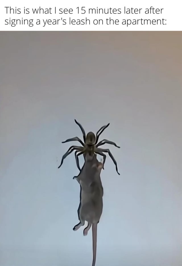 This meme combines a humorous, shocking visual with a relatable rental housing joke. The top text reads: *This is what I see 15 minutes later after signing a year's leash on the apartment:* (using a playful typo of 'leash' instead of 'lease'). Below the text, a photograph shows a large spider clinging to a plain white wall while carrying a lifeless mouse in its jaws. The punchline, implied by the original title 'No wonder the apartment was so cheap.', is that the low rental cost is explained by the severe, unexpected pest problem that becomes visible immediately after committing to a year-long lease. The image plays on common fears of pests in rental properties, mixing surprise and amusement.