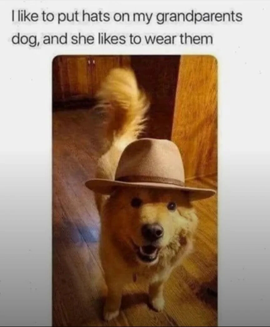 A wholesome image featuring a fluffy golden dog standing on a wooden floor, wearing a beige hat. The dog appears happy with its mouth open and tail wagging, creating a cheerful demeanor. Above the image, there is text that reads: 'I like to put hats on my grandparents dog, and she likes to wear them' (noting a typo with the missing apostrophe in 'grandparents'). The background includes wooden furniture, contributing to a cozy, homey atmosphere. The image combines cuteness and humor through the dog's willingness to wear hats, evoking warmth and amusement.